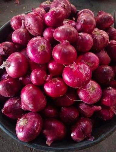 Credence Global Export